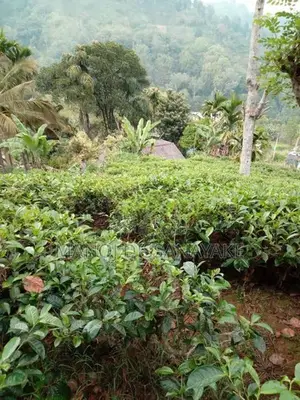 Tea Estate for Sale Attampitiya