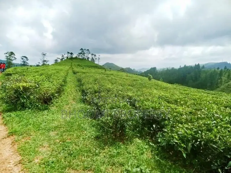 හැටන් – වටවල දර්ශනීය කඳුකර ඉඩම් විකිණීමට