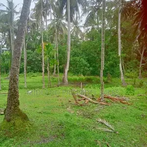 විගඩ බෙම්මුල්ලෙන් ඉතා සරුසාර පොල් ඉඩමක්