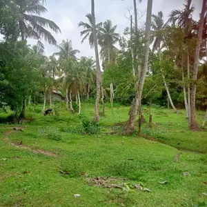 විගඩ බෙම්මුල්ලෙන් ඉතා සරුසාර පොල් ඉඩමක්