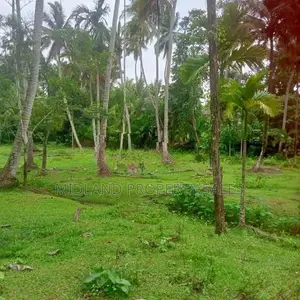 විගඩ බෙම්මුල්ලෙන් ඉතා සරුසාර පොල් ඉඩමක්