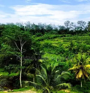 14-Acre Prime Land for Sale near Karapitiya, Galle