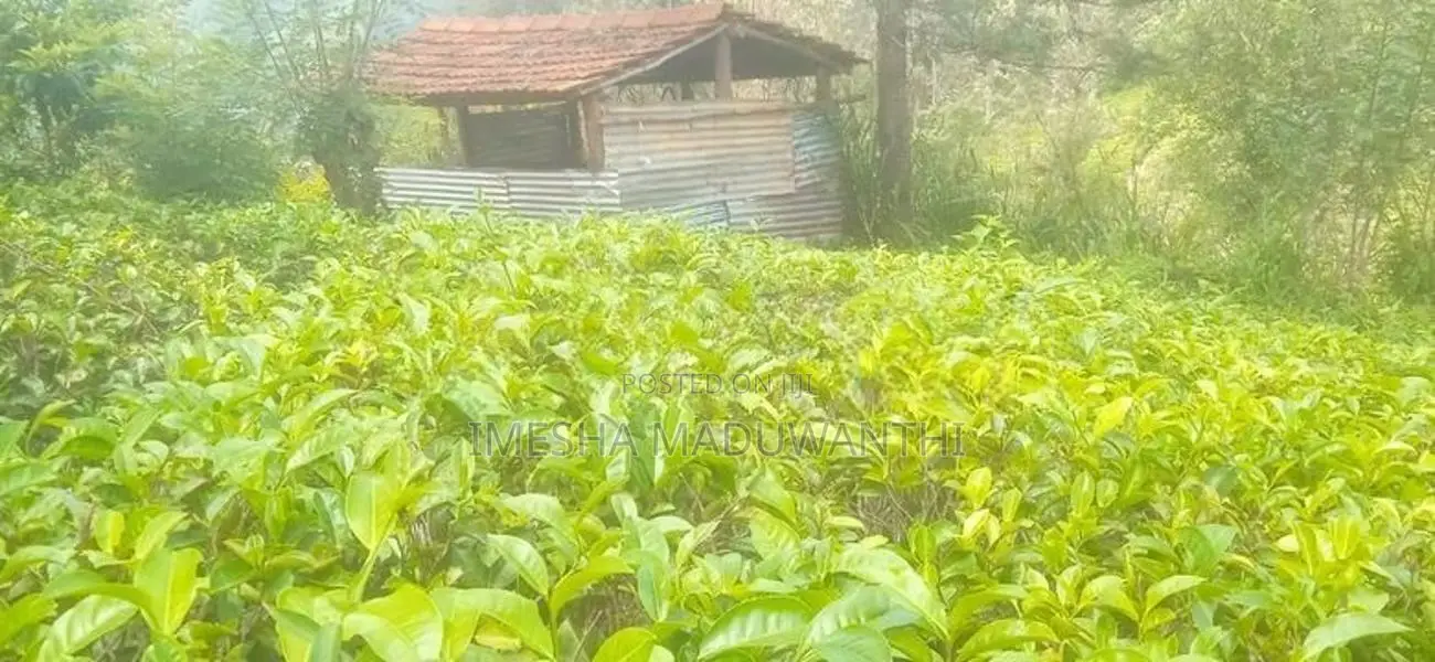 බණ්ඩාරවෙල කිතල් ඇල්ලේ පර්චස් 80 ක තේ ඉඩමක් විකිනීමට ඇත.