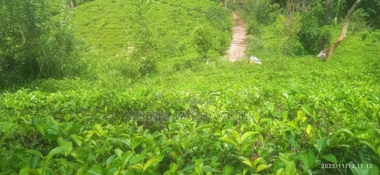 බණ්ඩාරවෙල කිතල් ඇල්ලේ පර්චස් 80 ක තේ ඉඩමක් විකිනීමට ඇත.