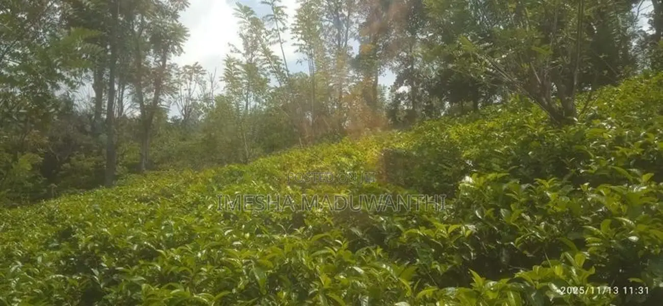 බණ්ඩාරවෙල කිතල් ඇල්ලේ පර්චස් 80 ක තේ ඉඩමක් විකිනීමට ඇත.