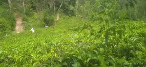 බණ්ඩාරවෙල කිතල් ඇල්ලේ පර්චස් 80 ක තේ ඉඩමක් විකිනීමට ඇත.