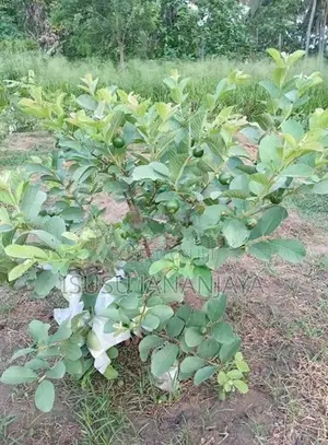 ඇපල් පේර පැල