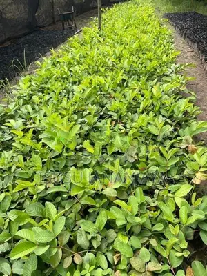 Apple Pera (Guava Plants)