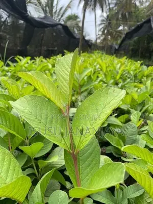 Apple Pera (Guava Plants)