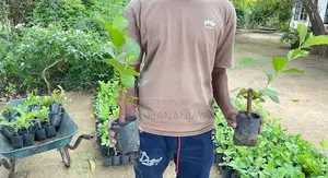 ඇපල් පේර පැල