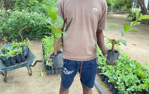 Apple Pera (Guava Plants)