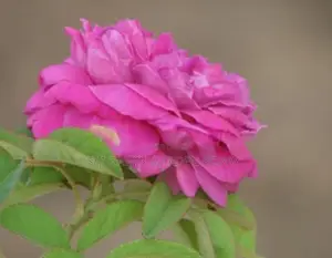 ஊர் ரோஸ்
