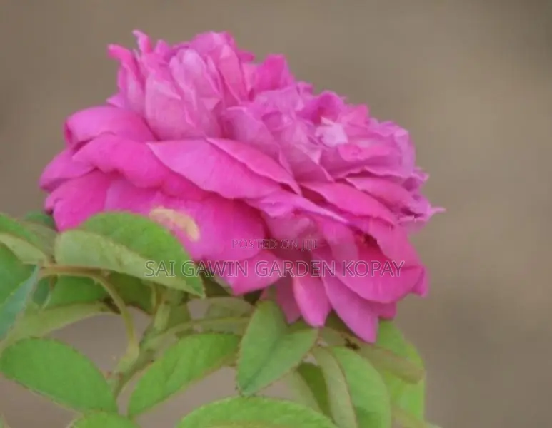 ஊர் ரோஸ்