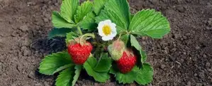 Strawberry Plants