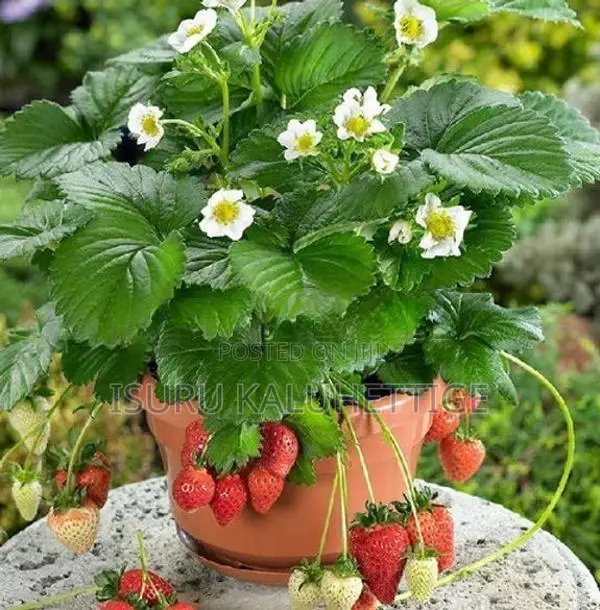 Strawberry Plants