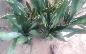 සෙන්සවෙරියා පැල