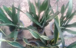 සෙන්සවෙරියා පැල