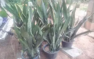 සෙන්සවෙරියා පැල