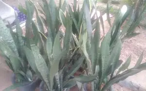 සෙන්සවෙරියා පැල