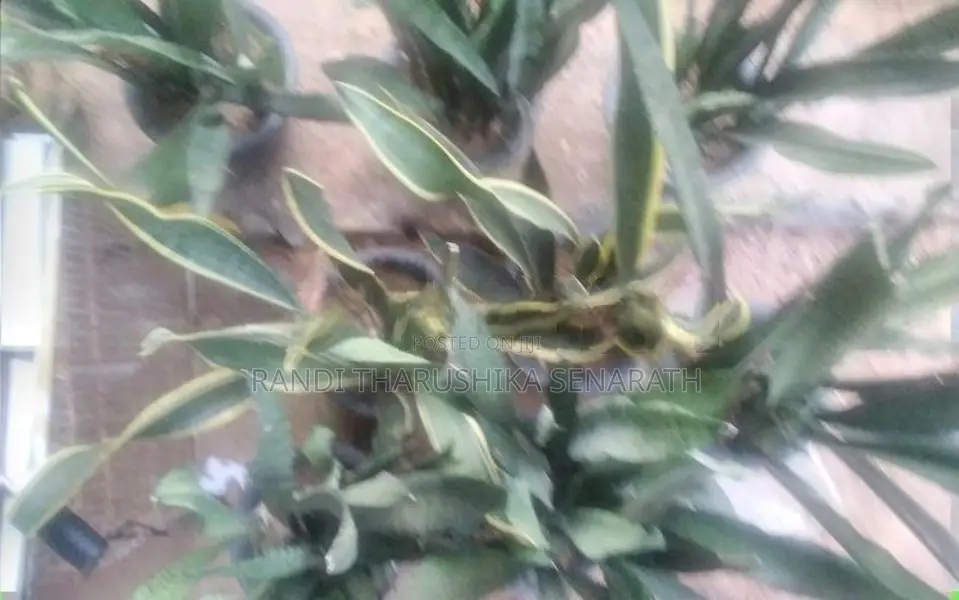සෙන්සවෙරියා පැල