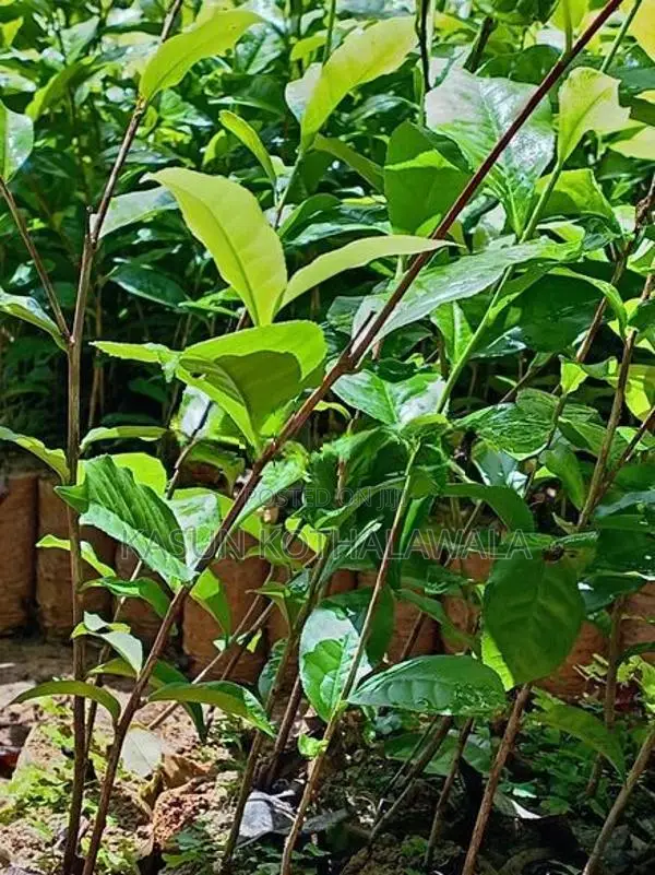 තේ පැළ