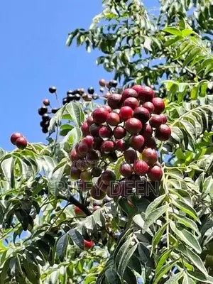 කරපිංචා බීජ / Curry Leaves Seeds கறிவேப்பிலை விதைகள்