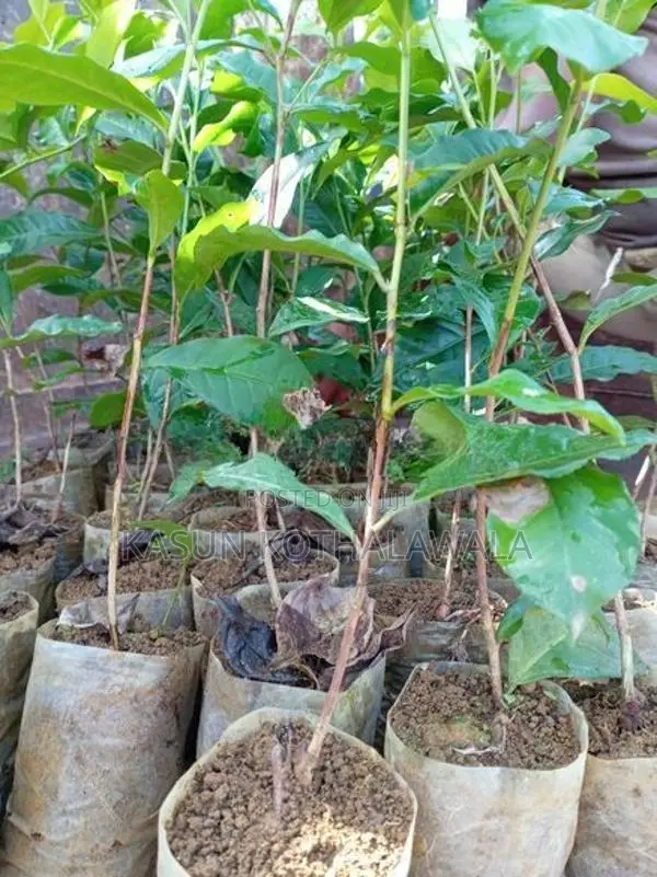 තේ පැළ