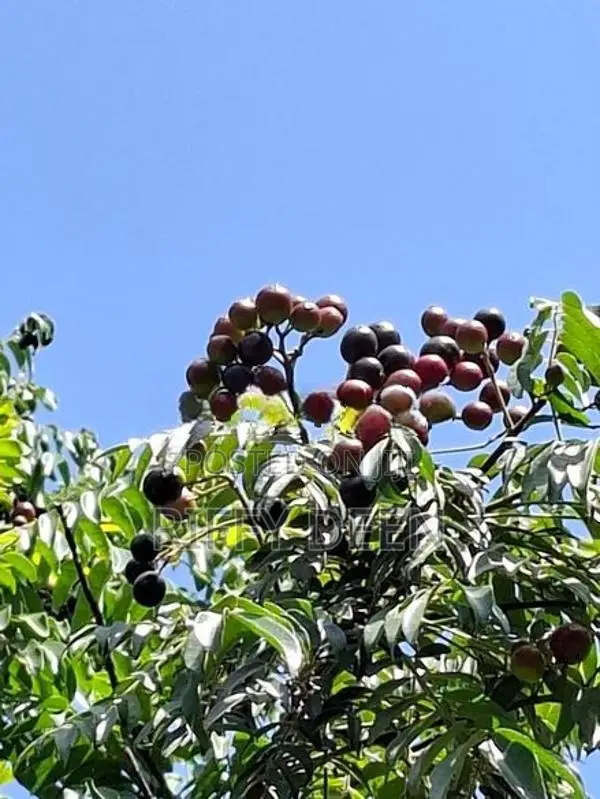 කරපිංචා බීජ / Curry Leaves Seeds கறிவேப்பிலை விதைகள்
