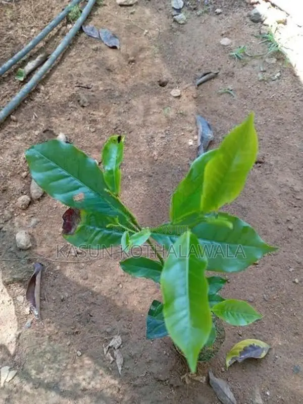 තේ පැළ