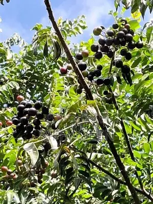 කරපිංචා බීජ / Curry Leaves Seeds கறிவேப்பிலை விதைகள்