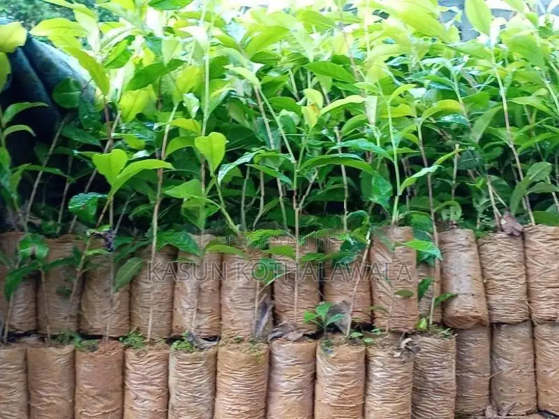 තේ පැළ