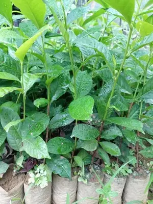 තේ පැළ