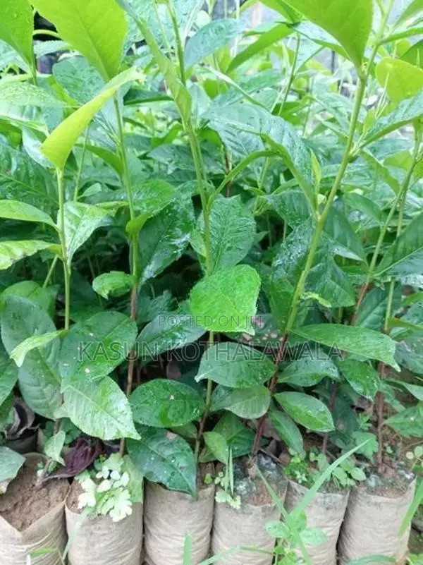 තේ පැළ