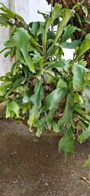 Platycerium Species