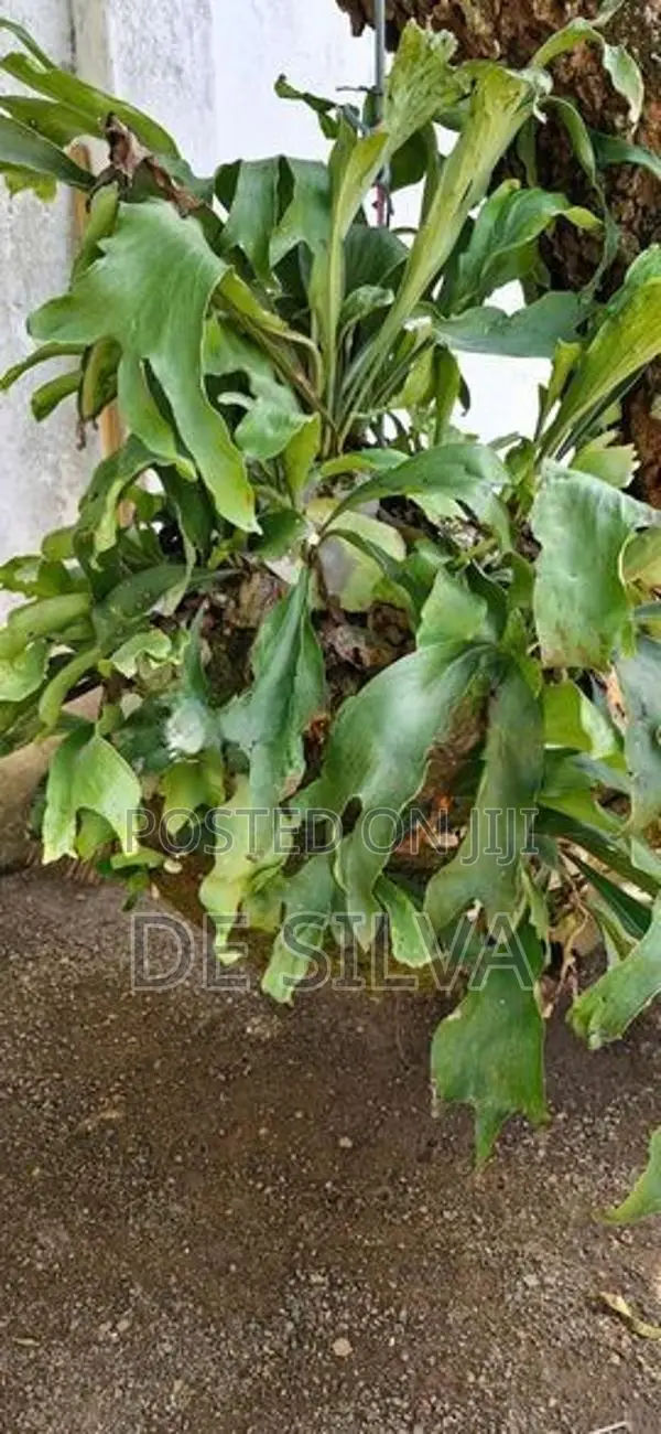 Platycerium Species