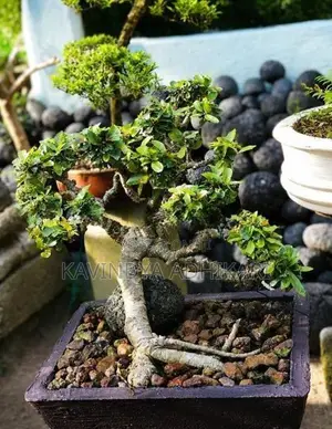 Bonsai Plants