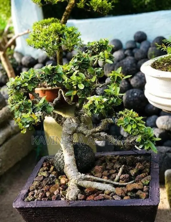 Bonsai Plants