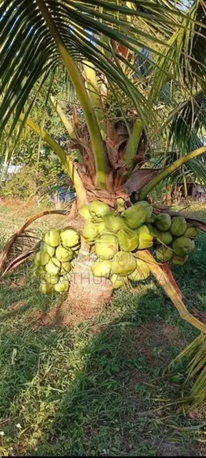 දෙමුහුම් පොල් පැල