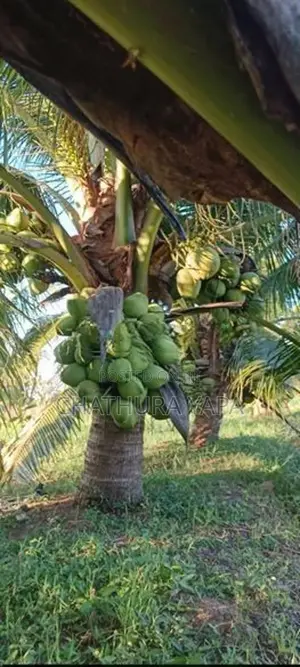 දෙමුහුම් පොල් පැල