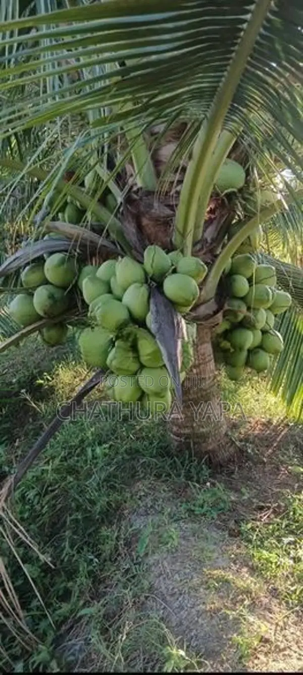 දෙමුහුම් පොල් පැල