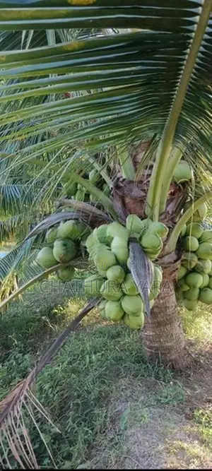 දෙමුහුම් පොල් පැල