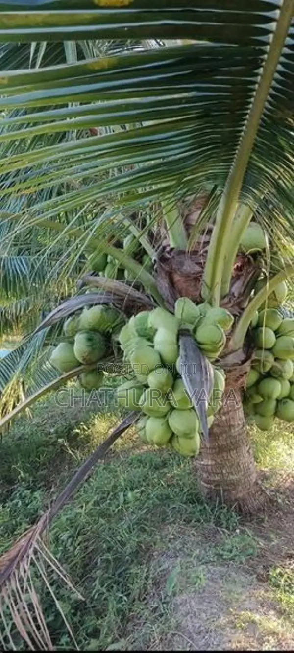 දෙමුහුම් පොල් පැල