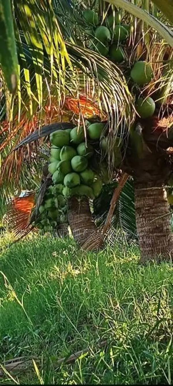 දෙමුහුම් පොල් පැල