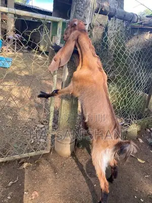 Jamnapari Goats