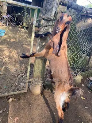 Jamnapari Goats