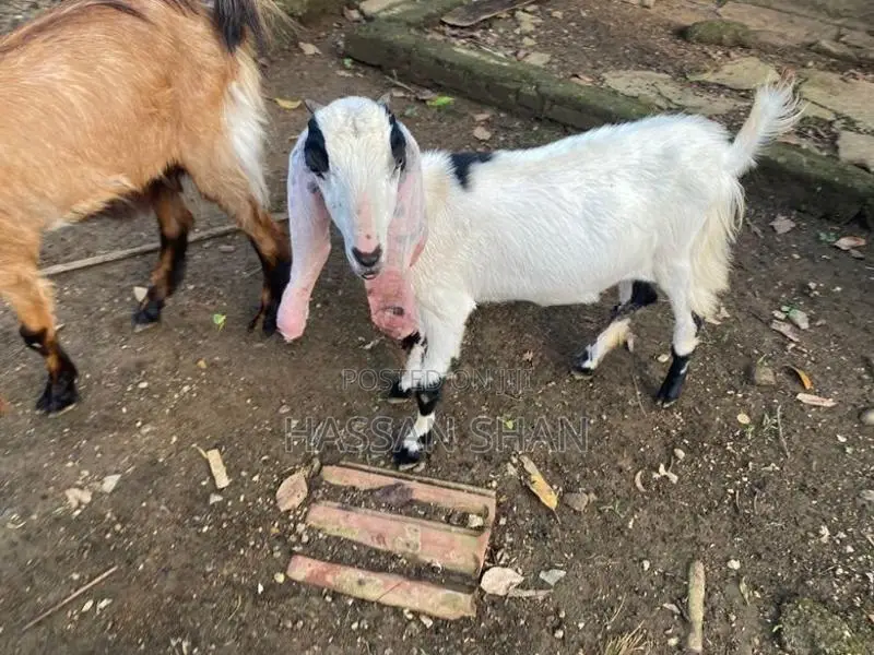 Jamnapari Goats