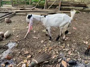 Jamnapari Goats