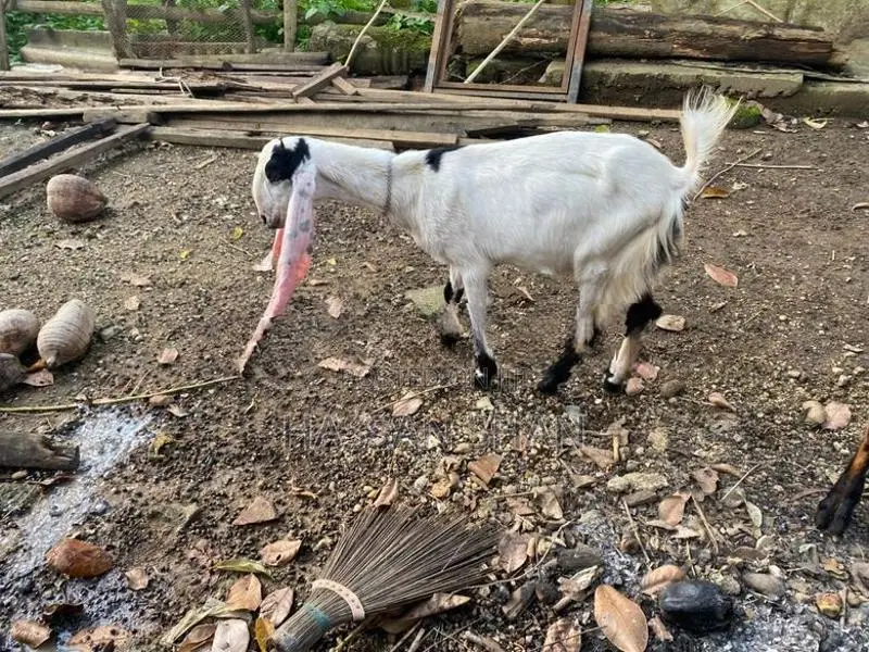 Jamnapari Goats