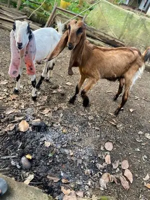 Jamnapari Goats