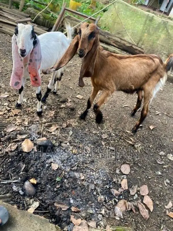 Jamnapari Goats